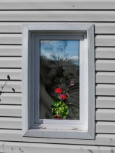 Geranium / *******