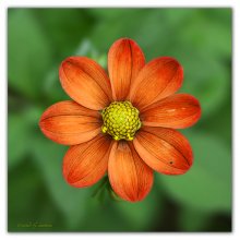 orange... / ***