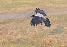 Flight / ***