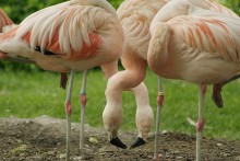 The legs and head ... and how many of them. / ***