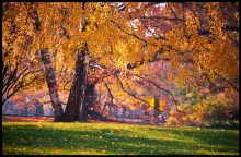 Vienna Fall / ***