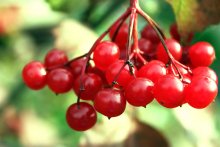 viburnum / ***