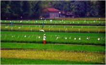 Speichern Sie die Ernte! / ***