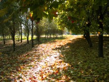 Autumn time / """"""""""