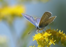 Copper-butterfly / ***