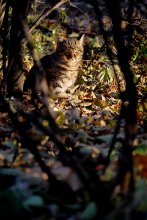 Wild cat / -----------------