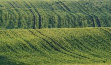green cloth / ***