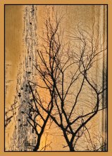 still life / ***