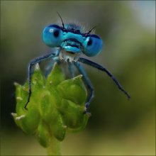 Hallo! / ***