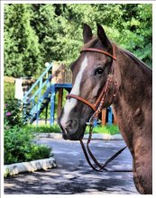 Orlov trotter Omega. / *****