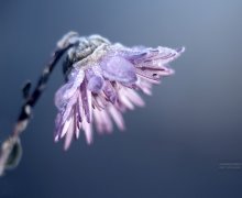 Autumn morning chrysanthemum / ******