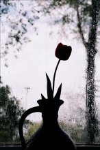 Black Tulip / ***