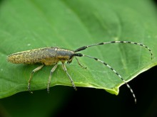 Mustache - agapantiya Agapanthia villosoviridescens / ***