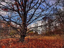 Antiquity hornbeam / ***