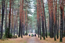 In forest / ***