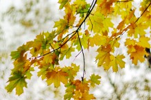 The last yellow leaf / ***