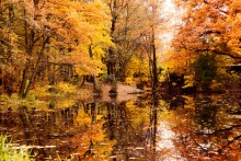 colors of autumn / _____