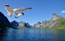 Kjerkfjorden / ***