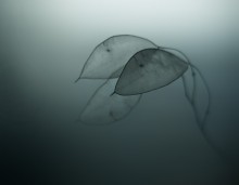 &nbsp; / Takumar