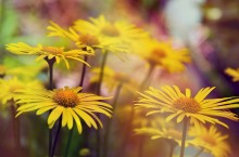  / Flowers