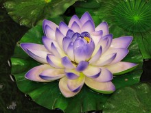 Lily / ***