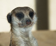 Portrait of a mongoose. / ***