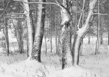 Rhythms of the winter / ***