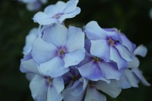 flower / ..........