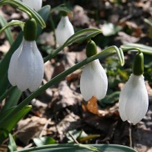 Spring has come / ***
