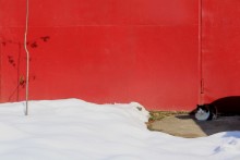 The cat / ***
