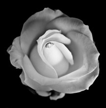 rose / ***