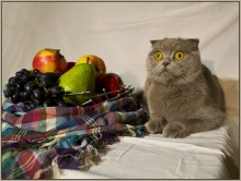 "The Cat in the apples" / ***