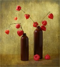 Physalis 4 / ***