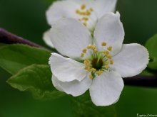 Cherry blossom / ***