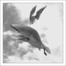 Dance with wings / ***