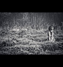 sabaki like a wolf, husky, or simply / ***