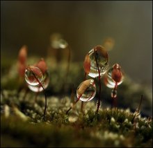 Dry leaf ... / ***