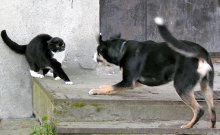 Opposition / ***