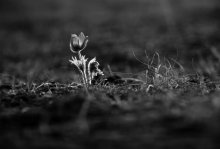 and a soldier in the field / ***