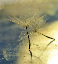 dance of love / ****