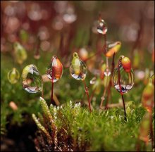 We are the most delicate ... / ***