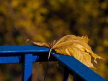 Maple Leaf / ***