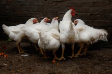 Chickens / ***