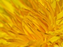 Dandelion / ***