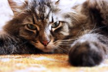 My favorite cat ^ ^ / ***