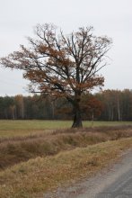 Oak / ********