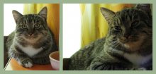 Cat photo / ***