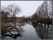 Untergetauchten Baum / ***