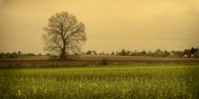 of a solitary tree beside the road / ***