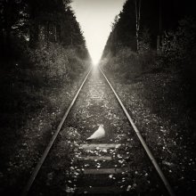 &nbsp; / ***